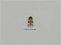 藏品(夜蛾科)的圖片